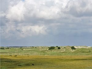 Typischer Dünenbereich auf Norderney. Foto: N.Oberdiek