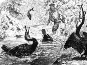 Joseph Wolf: Kormoranfischerei, in Salvin & Freeman (1859)