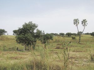 Landscape in the Sahel near Mainé-Soroa, SE Niger, 3rd October 2010. Copyright David Kusserow. – Landschaft in der Sahelzone nahe Mainé-Soroa, Süd-Ost Niger, 3. Oktober 2010.